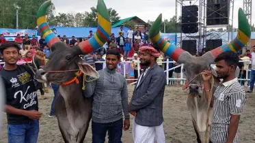 র‍্যাম্পে মডেল হিসেবে হাটবে গরু 